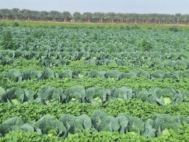 MSH AFFICHE OMAM ET CREG Agriculture, siège et famine à Gaza